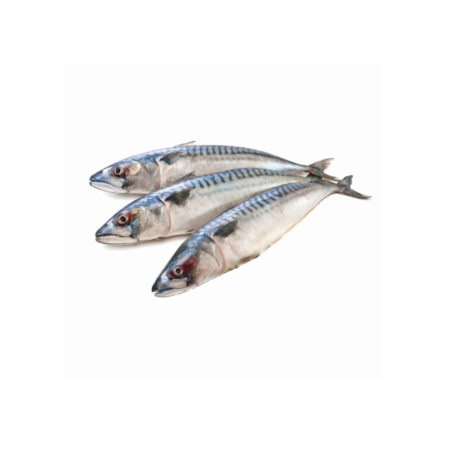 Frozen Whole Mackerel Titus 3pcs