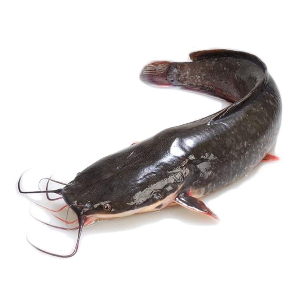 Frozen Whole Catfish (Size 800up 2pcs)