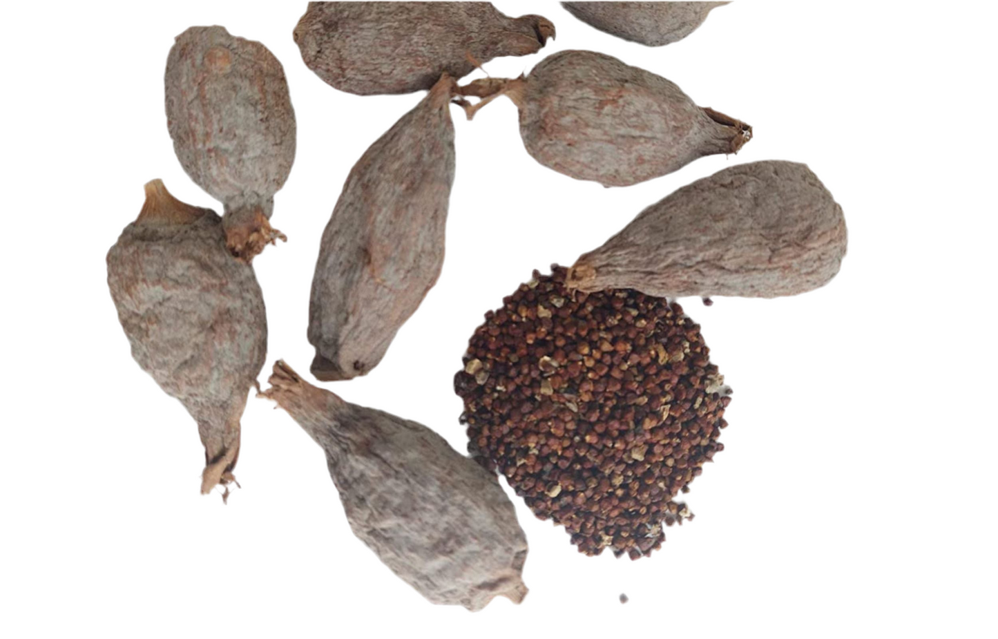 Alligator Pepper Atare 3pcs
