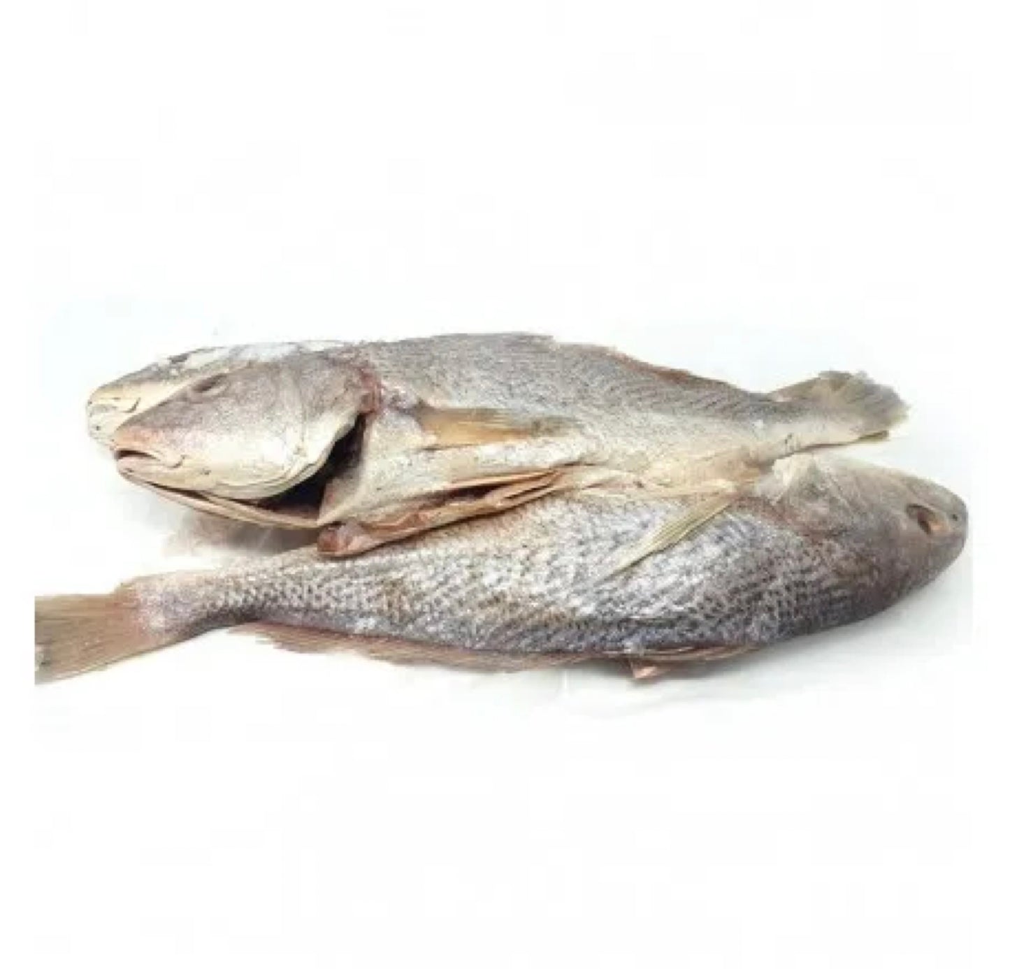 Frozen Whole Croacker Fish