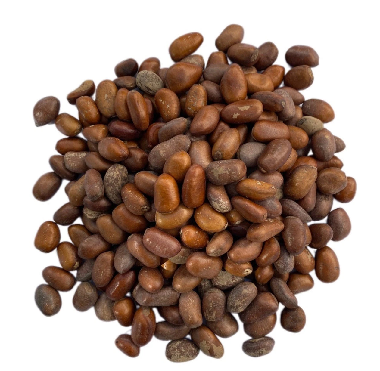 African Calabash Nutmeg 40g