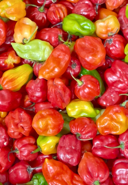 Scotch Bonnet Atarodo