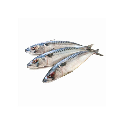 Frozen Whole Mackerel Titus 3pcs