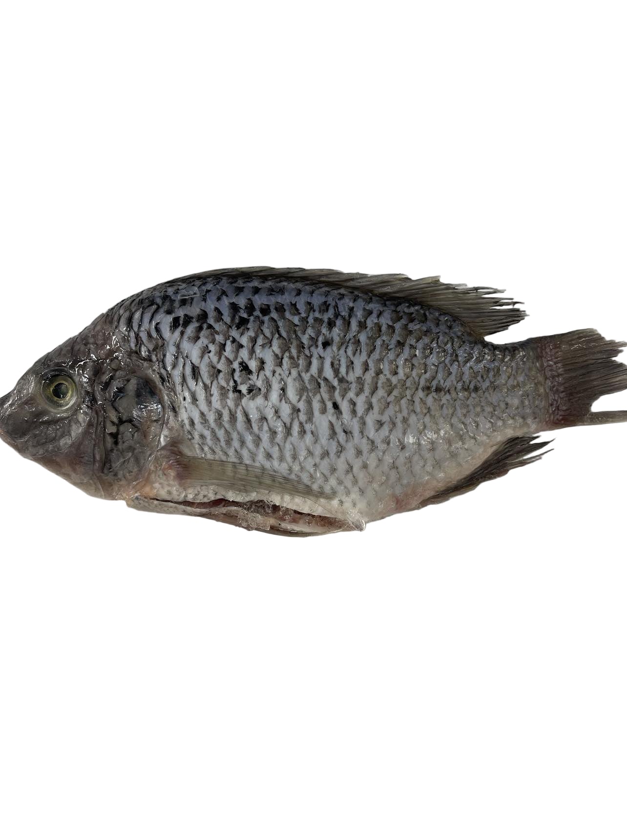 Frozen Tilapia XL Fish 1000GMS 1.5-1.7KG