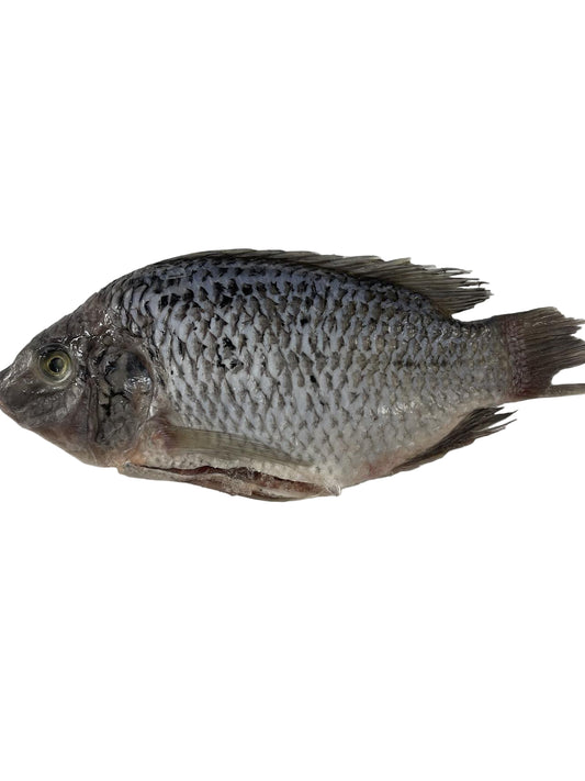 Frozen Tilapia XL Fish 1000GMS 1.5-1.7KG